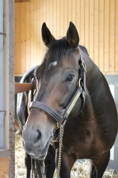 ディープインパクトってどんな馬 ディープインパクト メモリアル